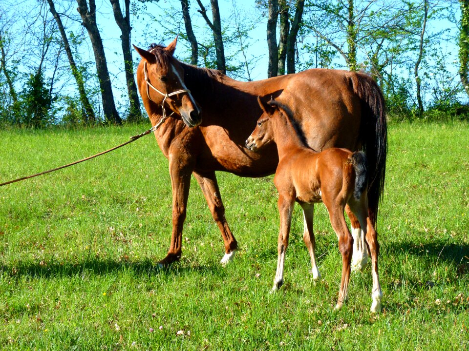 Horse breeding horses prairie
