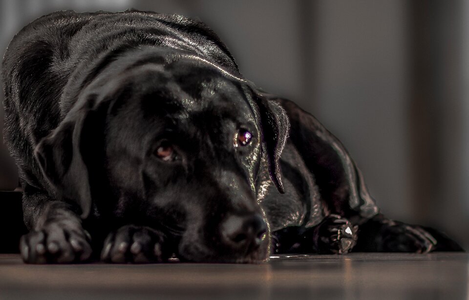 Female dog brazil brazil