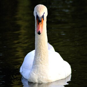 Nature swans lake
