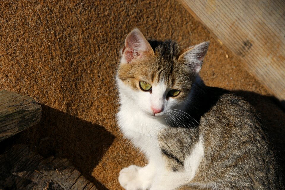 Close street kitty