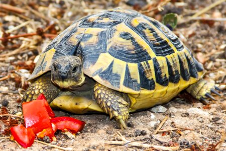 Animal greek tortoise panzer photo