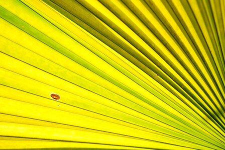 Green leaf plant photo