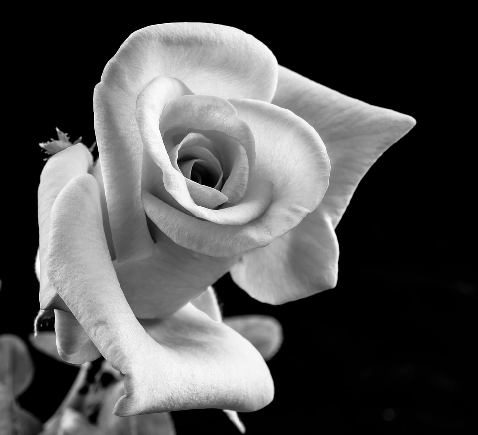Blossom bloom black and white