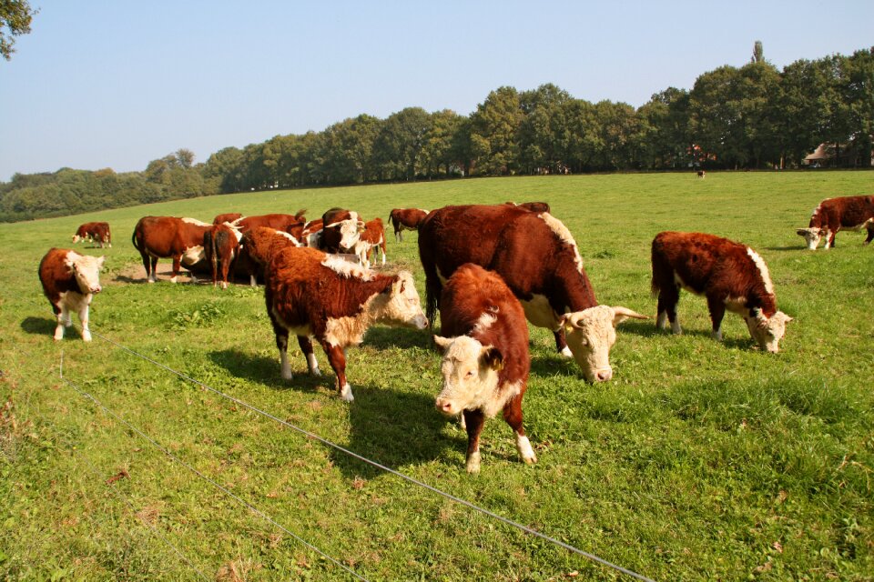 Animal cattle meadow