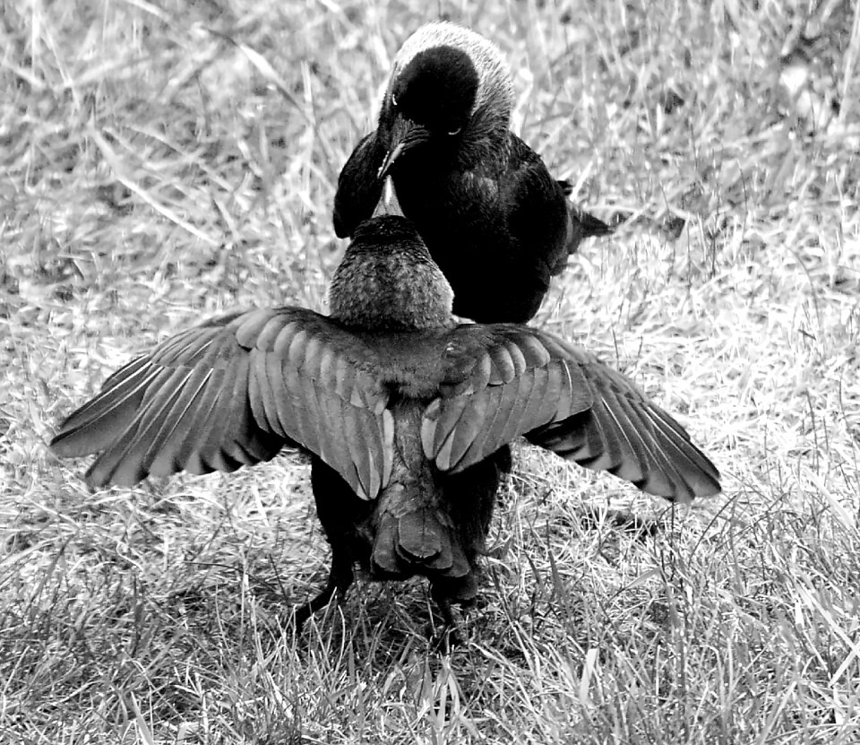 Hunger meal black and white