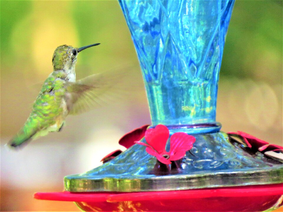Blue red wildlife