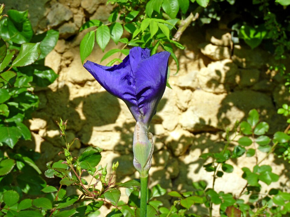 Garden violet petals