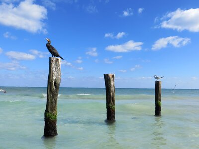 Sea coast bird photo