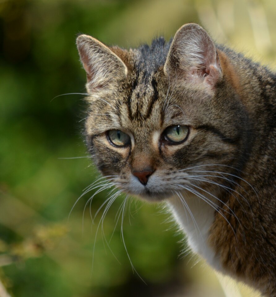 Animals cat attention
