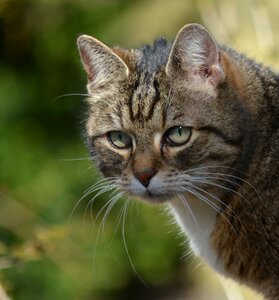 Animals cat attention