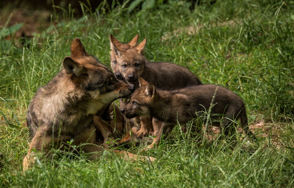 Children play lynx kindergarten