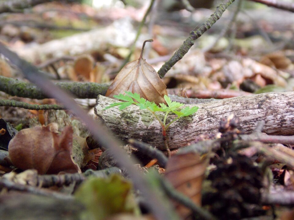 Nature leaves natural