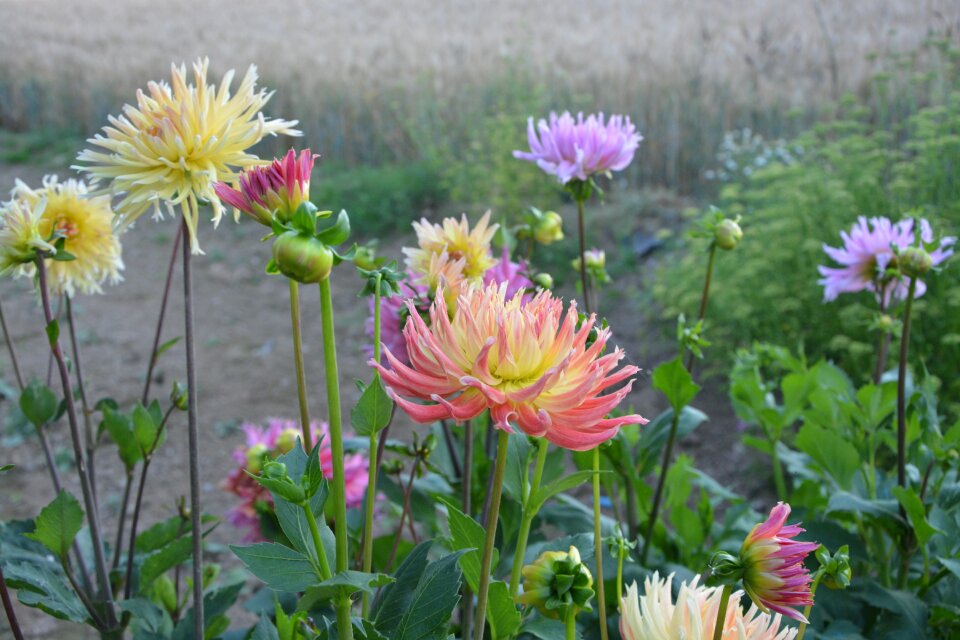 Summer yellow pink