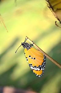 Blue tiger tirumala limniace nature