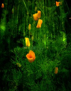Morning isolite california poppy