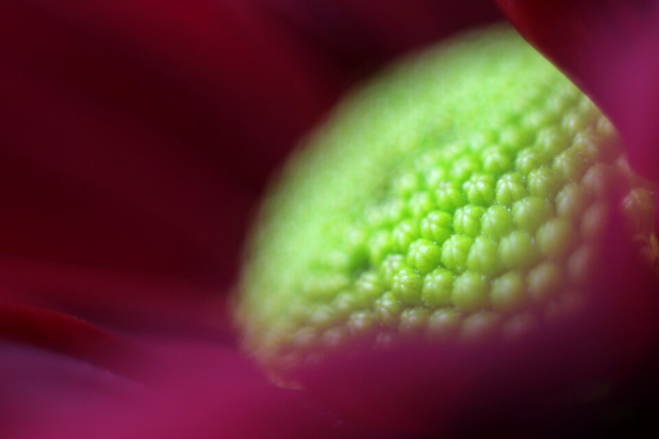 Garden plant blossom