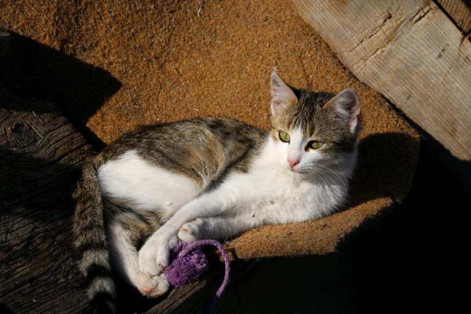 Close street kitty