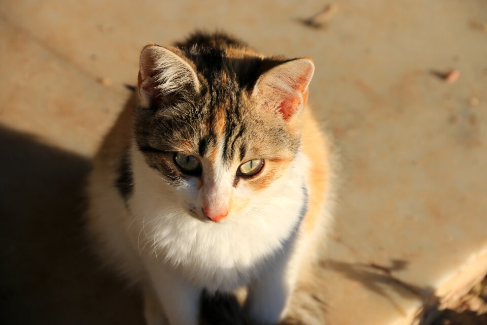 Close street kitty