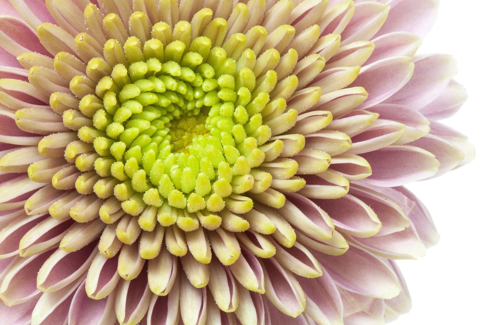 Pink purple close up