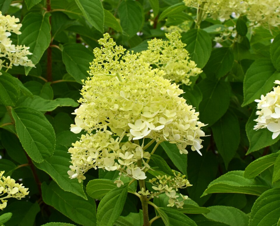 Flower bloom plant