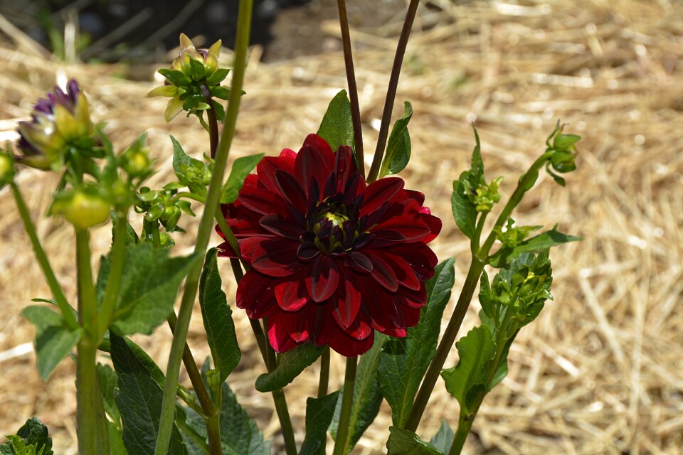 Bloom dahlia garden late summer