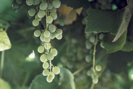 Fruit vineyard leaf photo