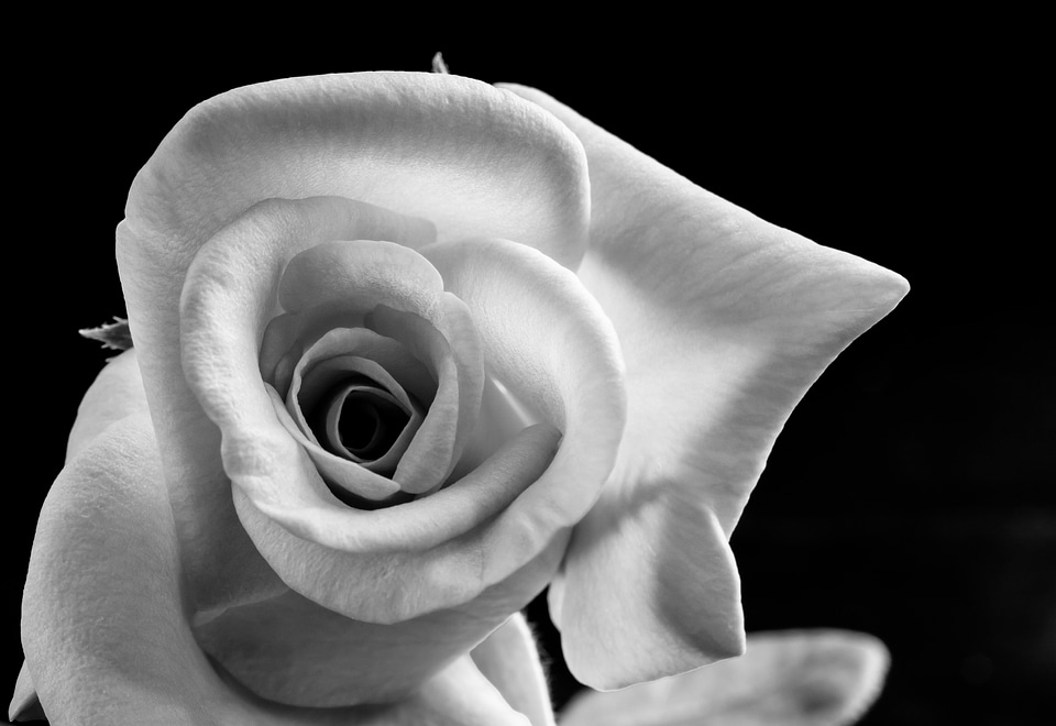 Blossom bloom black and white