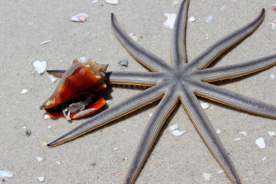 Nature sea most beach