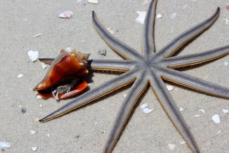 Nature sea most beach photo