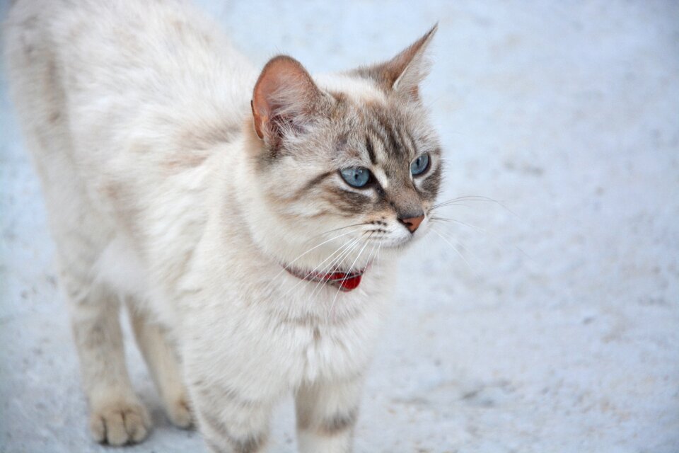 Animal feline whiskers