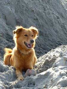 Sand ball cute