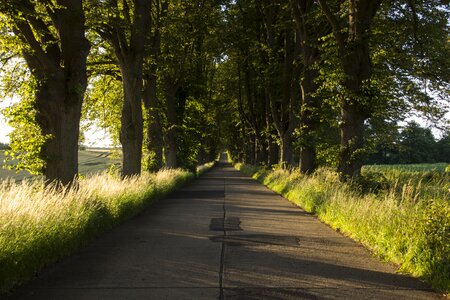 Avenue summer nature photo