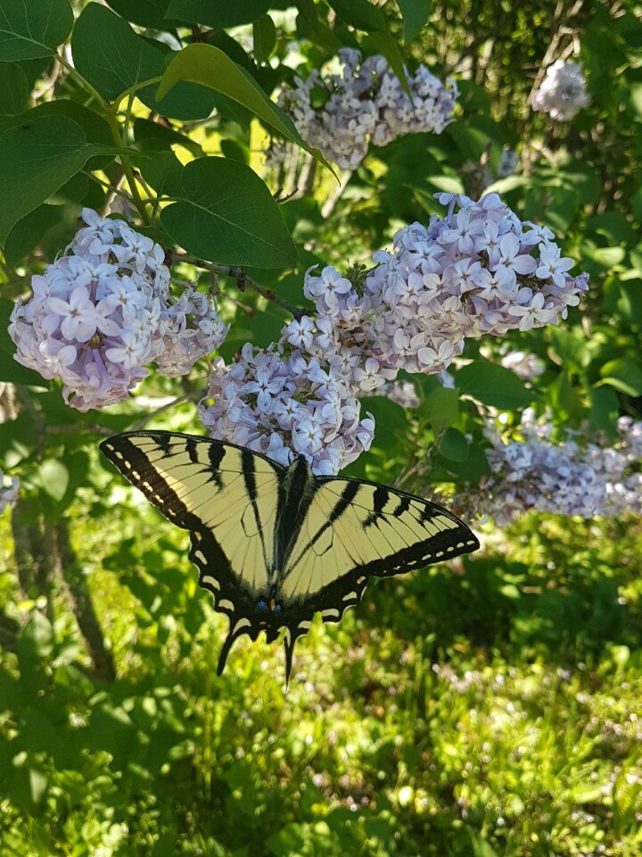 Monarch butterfly