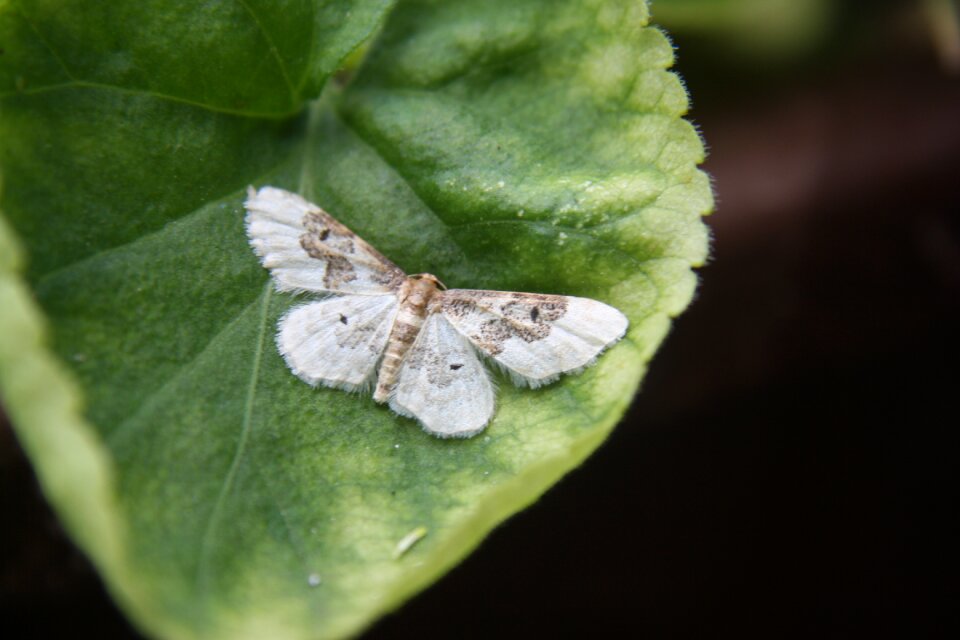 White summer animal
