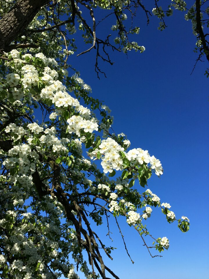 Sommer white flower