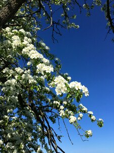Sommer white flower