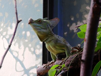 The prague zoo a mythical creature basilisk photo