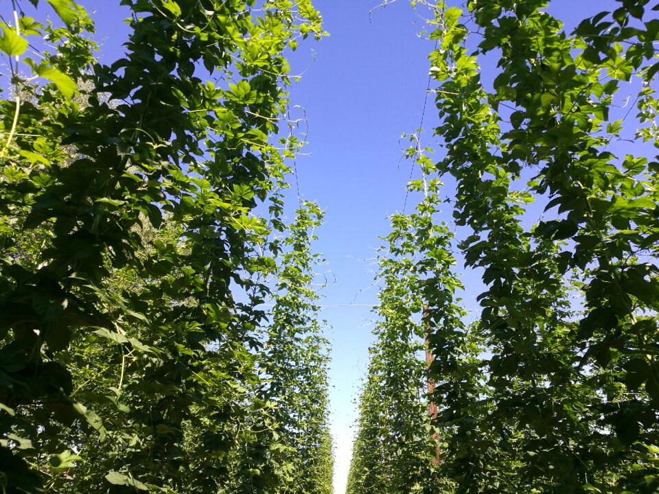 Hops agriculture agricultural
