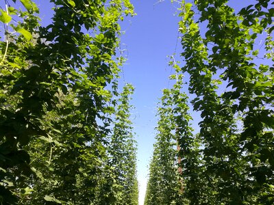 Hops agriculture agricultural