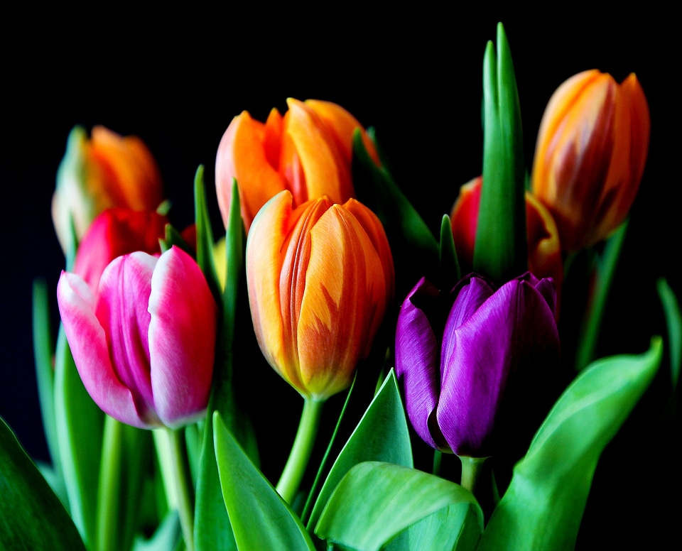 Cut flowers colorful color