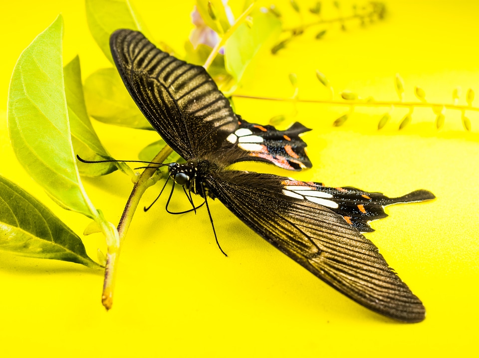 Butterfly insect Free photos