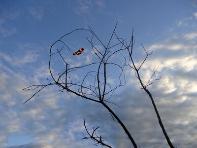 Sky clouds branches
