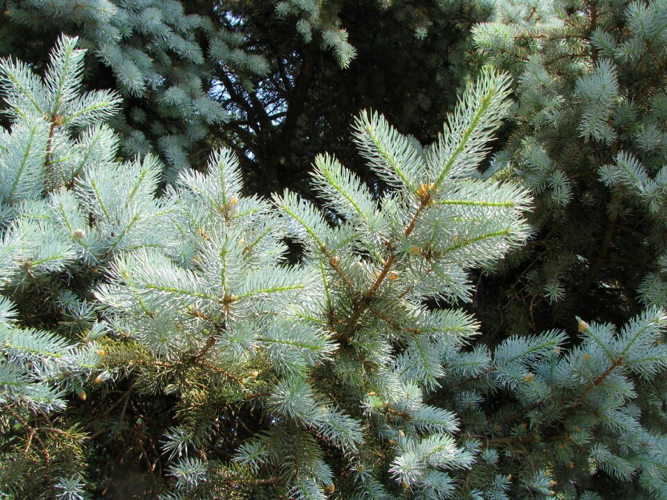 Tree green forest
