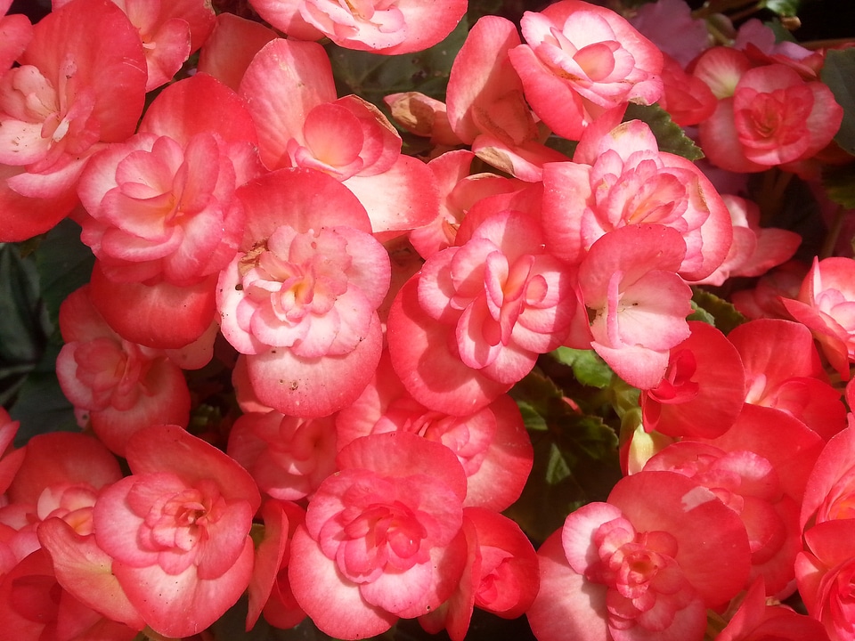 Plants natural blossom