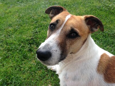 Pet jack-russell-terrier cute photo