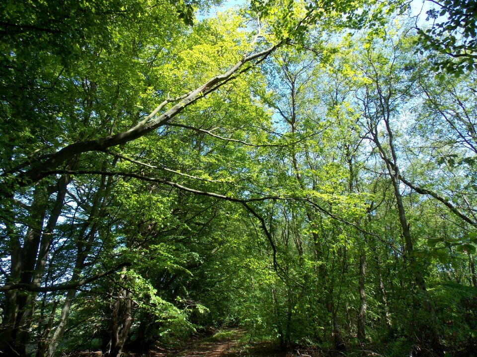 Nature sunlight trees
