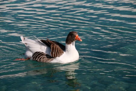 Animal peace nature