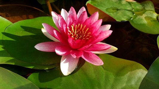Morning plant nature