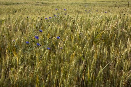 Cereals field crops wheat field