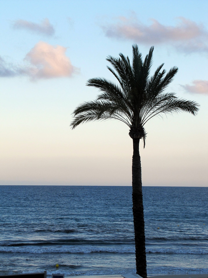 Palm mallorca paguera